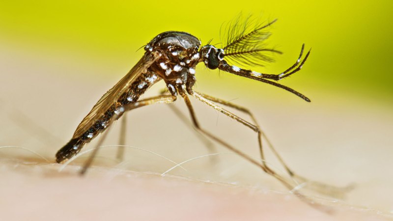 A male mosquito is seen in profile against a lime green background.